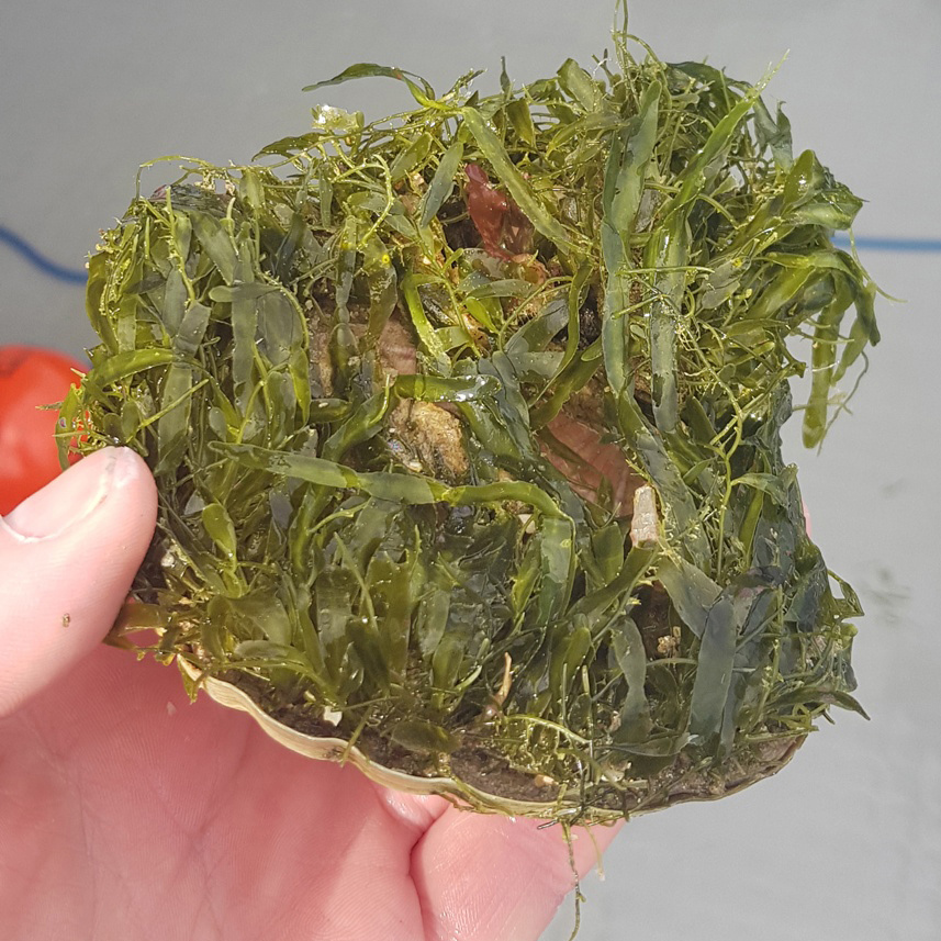 Caulerpa on a scallop. (Photo credit: NIWA).