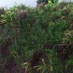 Dune weeds.