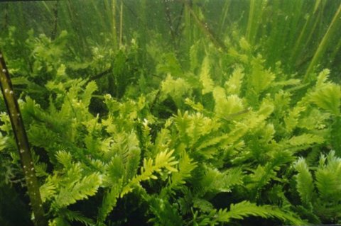 Aquarium Caulerpa 1