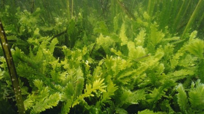 Aquarium caulerpa