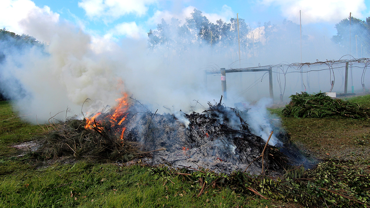 Burning vegetation and thick smoke.