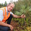 Call to tackle wilding conifer spread in Northland
