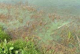 Blue green algal bloom in Lkae Waiporohita.