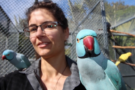 Regional council Biosecurity Officer Ashlee Lawrence with some Indian ring-necked parakeets.