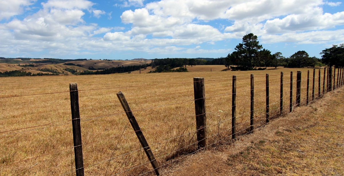 Drought conditions in Northland.