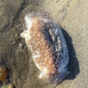 What could you see in the sea this summer?