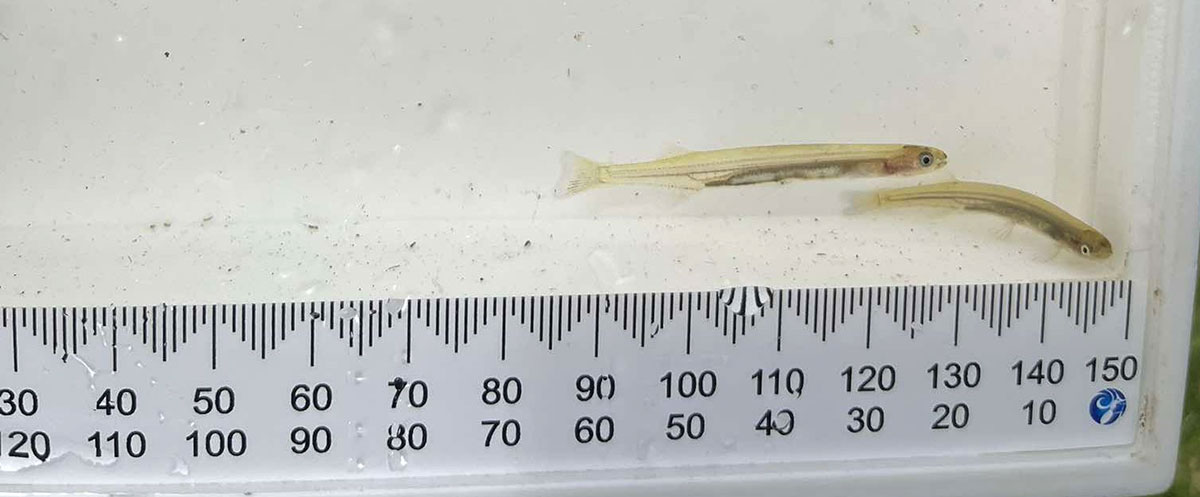 Two Īnanga in a freshwater tank with measuring ruler.