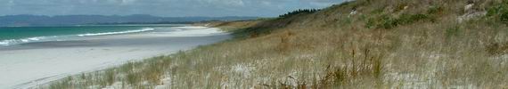 Dune plants.