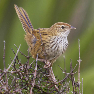 Fernbird  S 