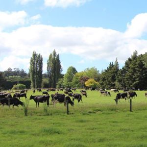 Cows Grazing  S   400 