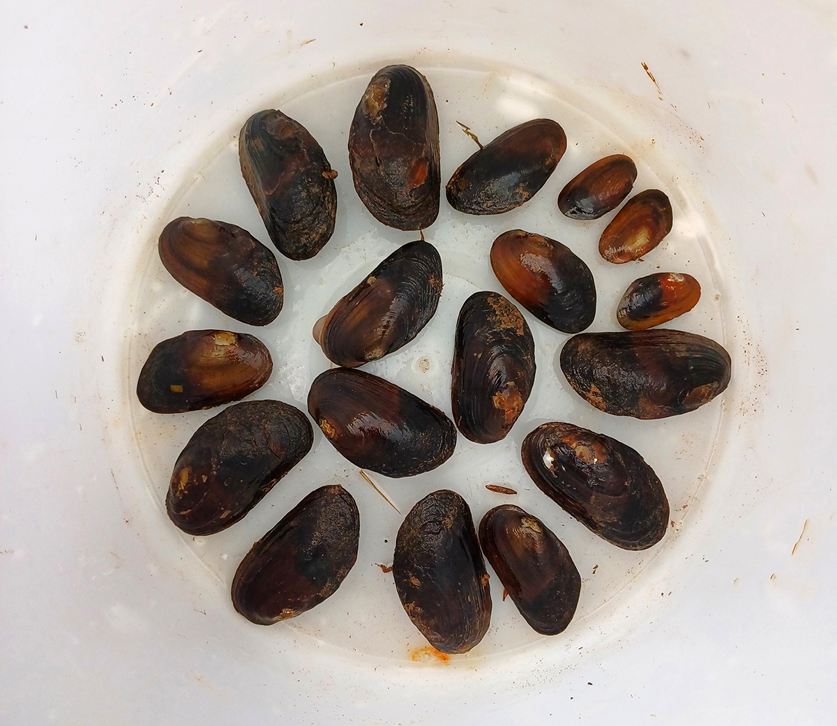 17 kākahi freshwater mussels on a tray.