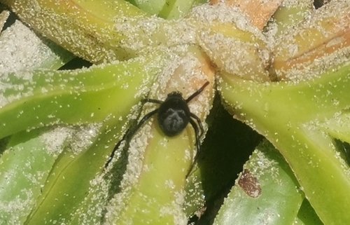 Katipo On Ice Plant At Uretiti 20211215 (500)