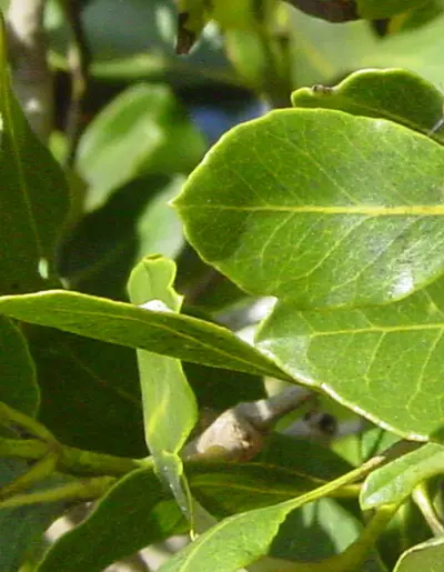 Waxy mangrove leaves.