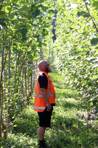 Man wearing hi-vis jacket looking at poplar trees.