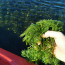 Duck shooters, eel fishers asked to help stop weed spread