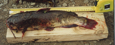A brown bullhead catfish from Lake Ōmāpere. 