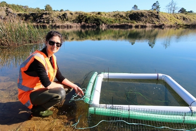 Ashlee Lawrence beside the turtle trap in the water.