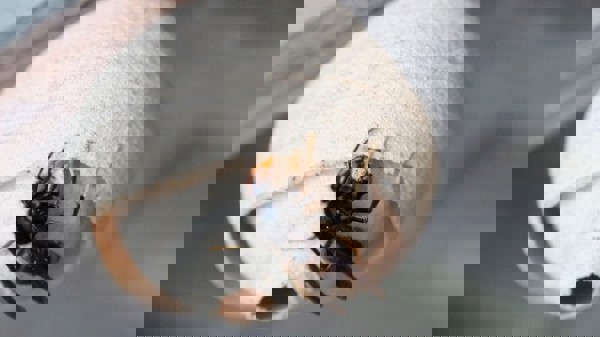 Yellow Legged Hornet Nest Photo Credit John De Carteret Jersey