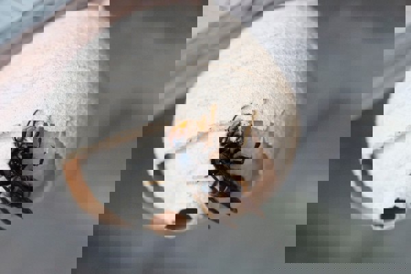 Yellow Legged Hornet Nest Photo Credit John De Carteret Jersey