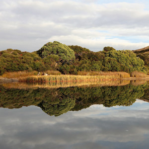Kai Iwi Lakes Just After Sunrise 20210316 (S) (1000)