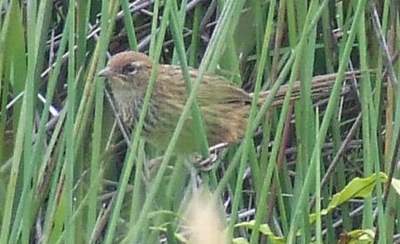 Fernbird.