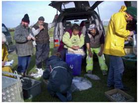 Roopu members and others counting cockles during shellfish surveys.