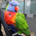 Escaped exotic birds threaten North’s native species