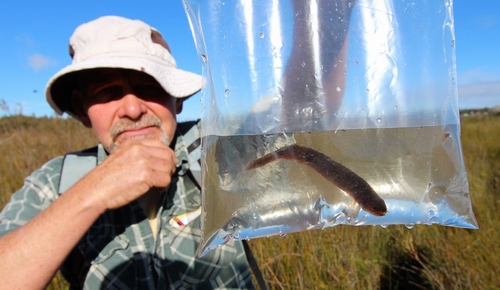 Man holding a mudfish in a bag of water.