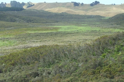 Maitahi Scientific Reserve north of Dargaville.