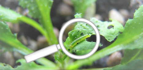 Caterpillar under magnifying glass (Photo AgResearch)
