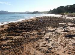 Seaweed on the beach after a storm.