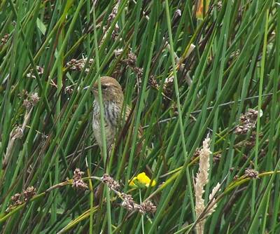 Fernbird.