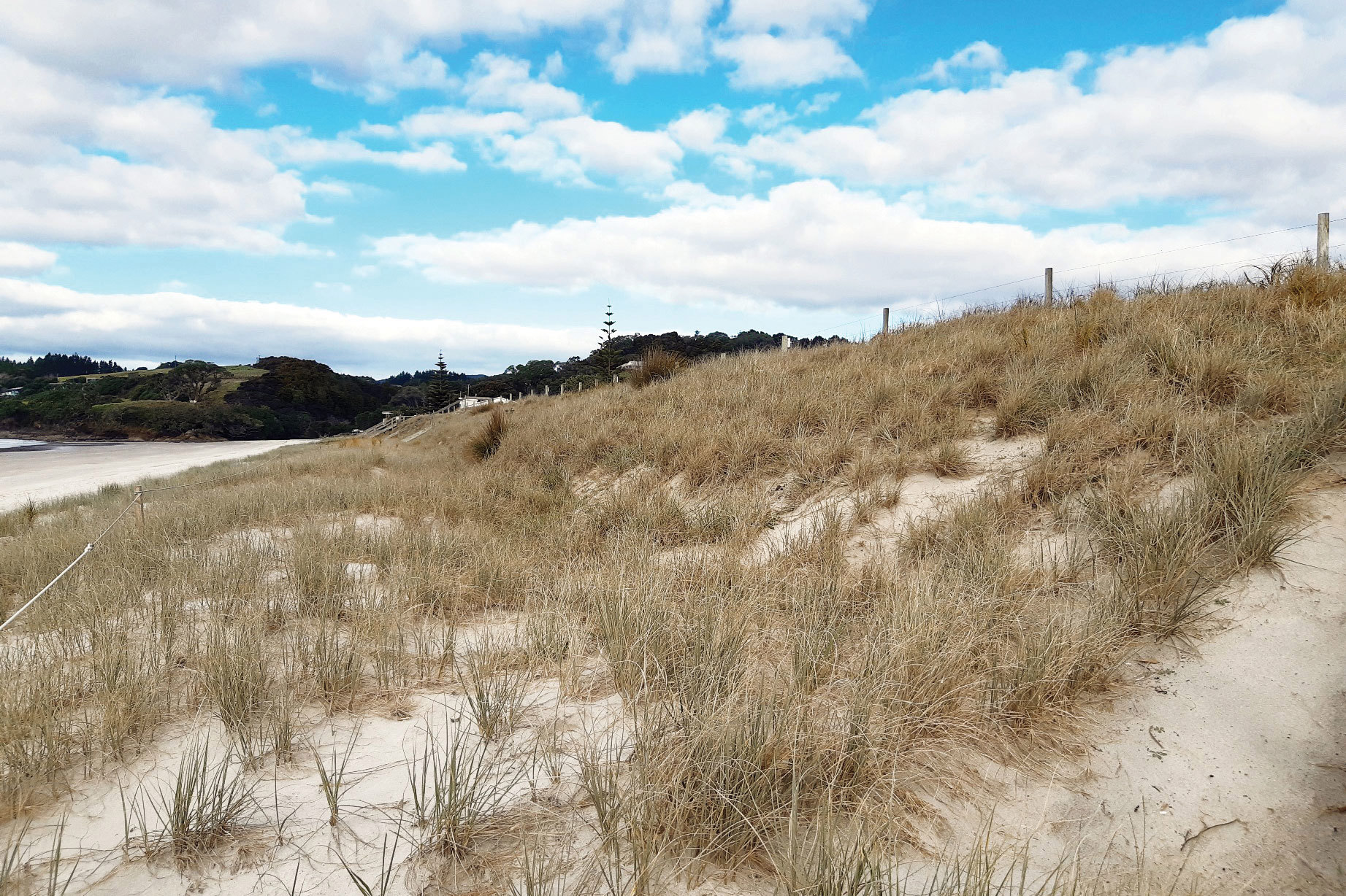 Native dune plants.