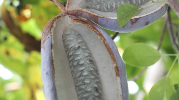 Akebia 01 Photo Credit Wikimedia 12 10 2013