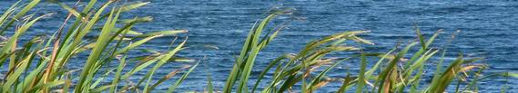 Close-up of lake.