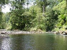 Photo of Waipoua River.