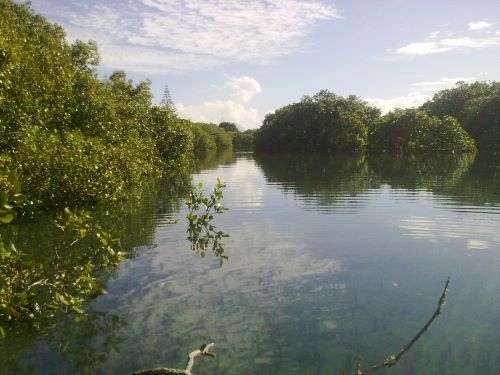 Mangroves viewed from a kayak.