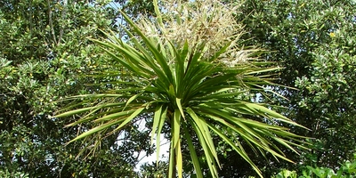 Cabbage tree (Ti kouka | Cordyline australis).
