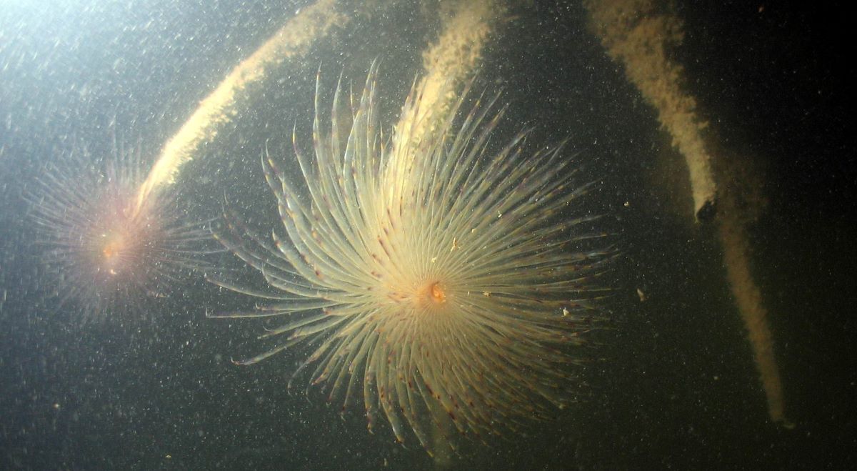 Mediterranean fanworm.