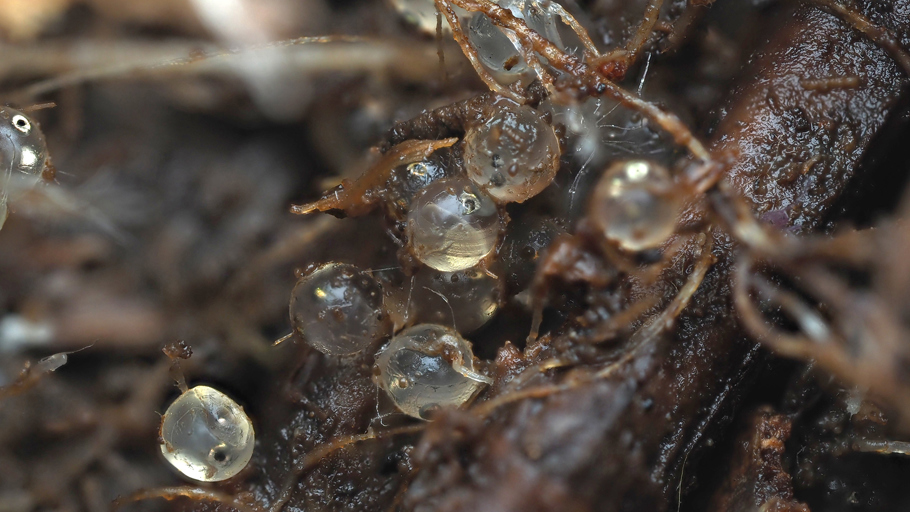 Īnanga Eggs  Photo Credit Dr Emily Roberts