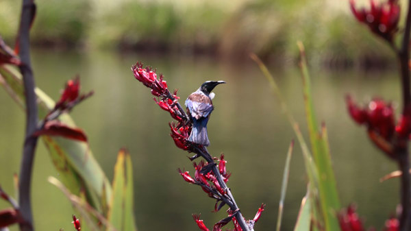 Tui on a flax bush with red flowers