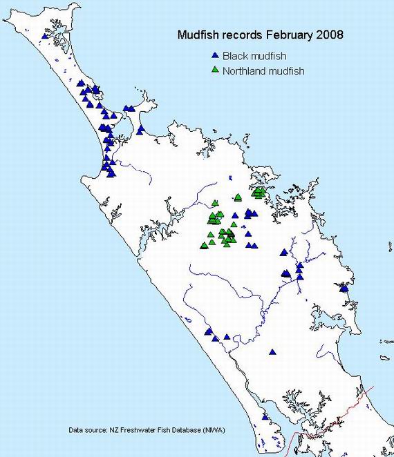 Mudfish records February 2008.