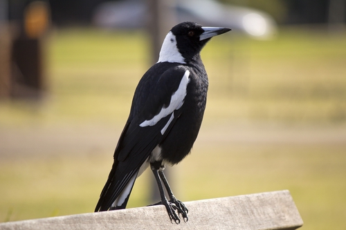 Magpie standing on a fence. (Photo credit: Bidgee).