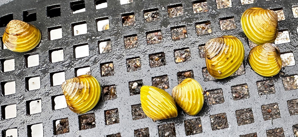 Clams on a black metal sieve.