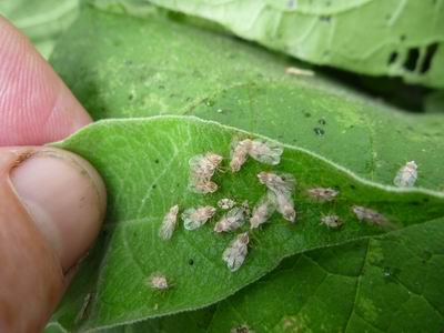 Woolly nightshade lacebug.