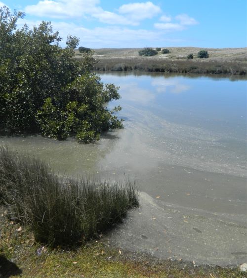 Algal scum floats on the water near mangroves.