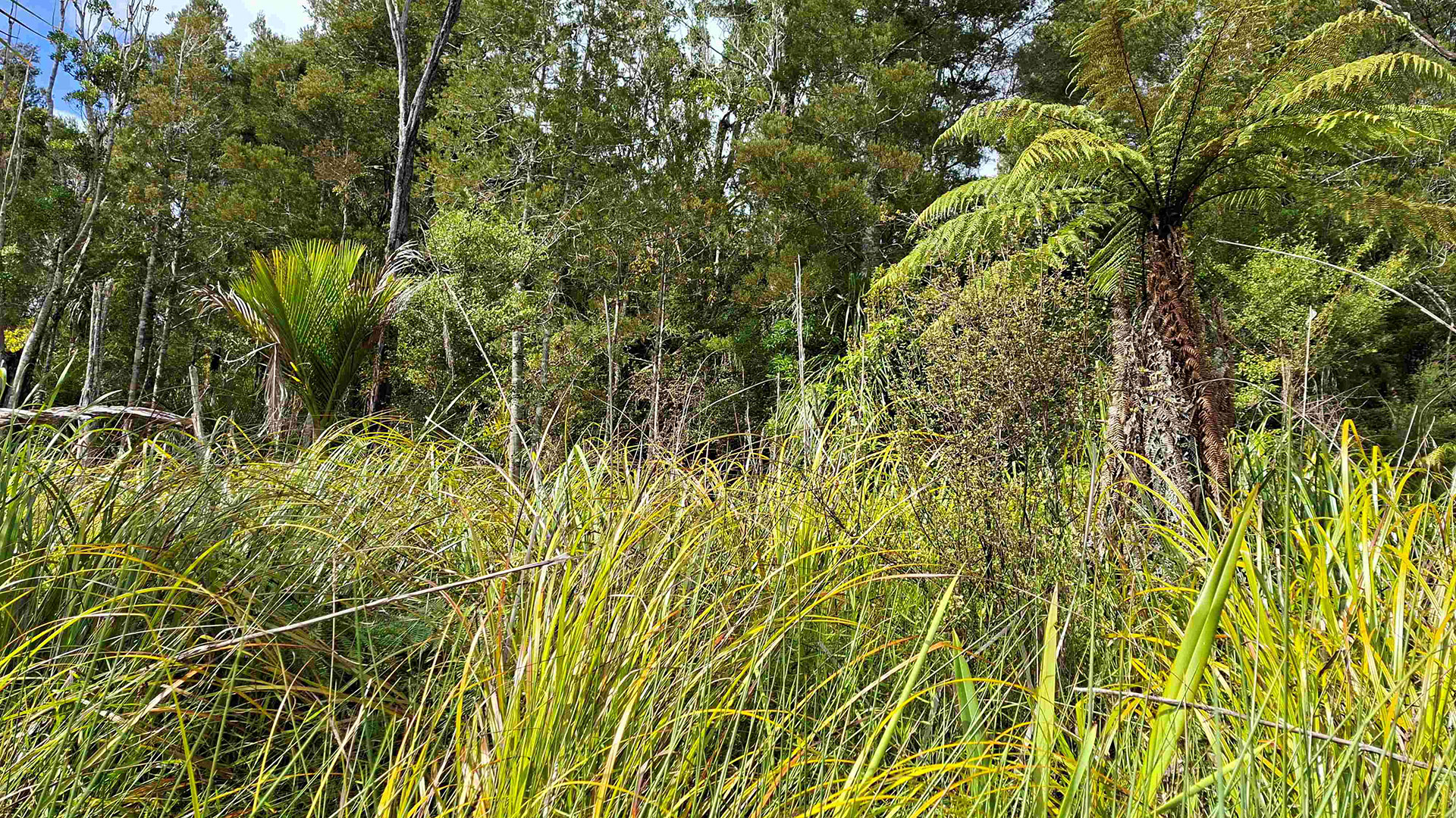 Wetland plants, punga tree and cabbage tree with other trees in the background.