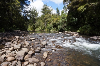 Waipoua River upstream view. 