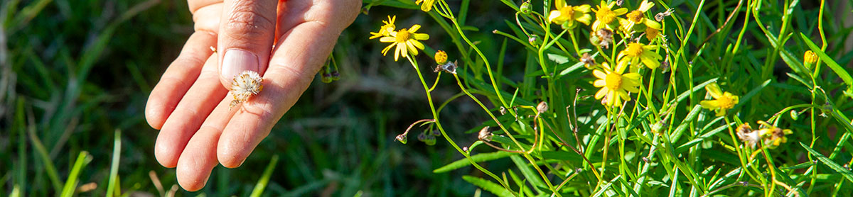 Madagascar ragwort flowers and leaves near a hand holding a seed head.
