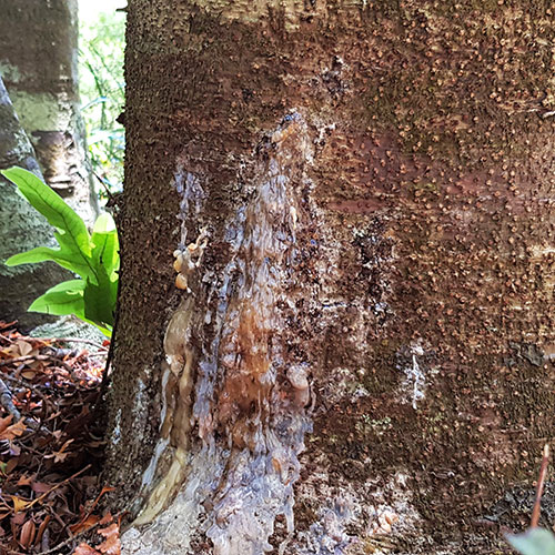 Base bleeding kauri.